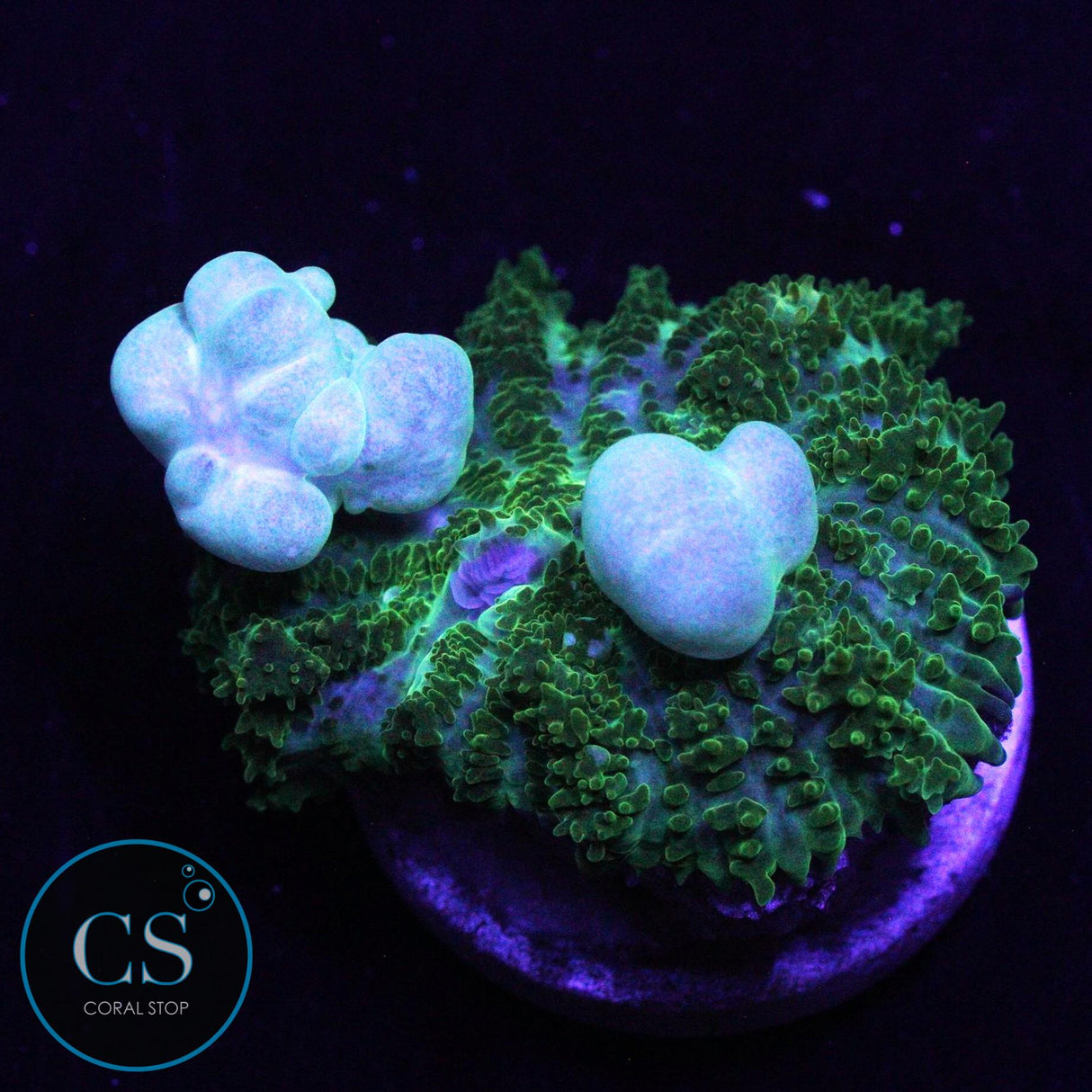 CS GHOST JUNGLE BOUNCE MUSHROOM