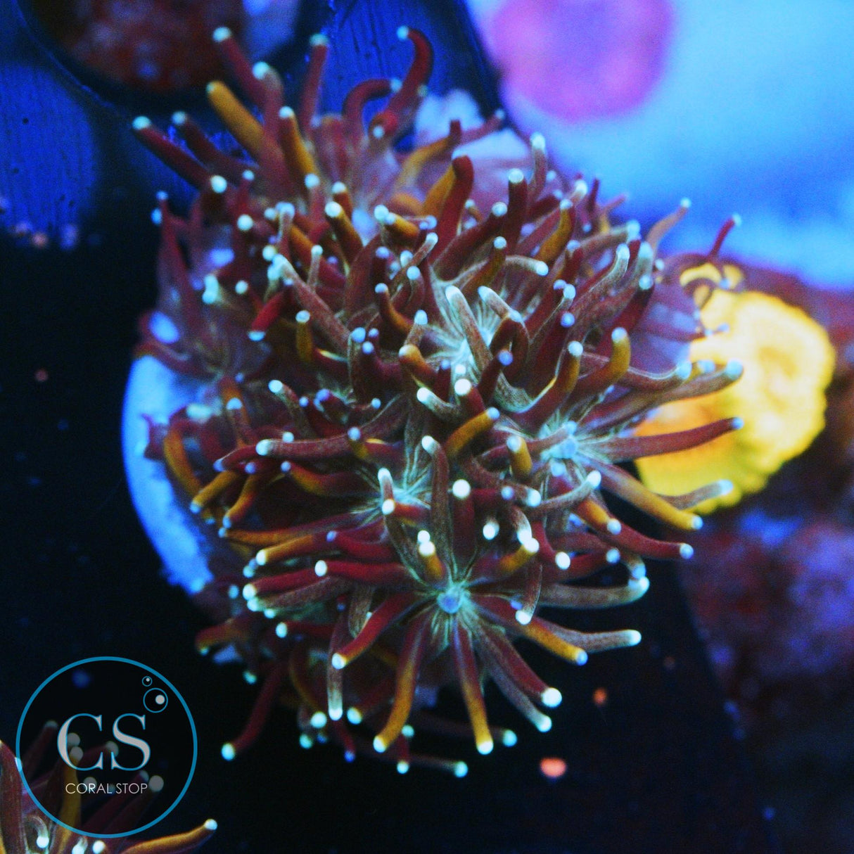 TEAL AND GOLD GALAXEA