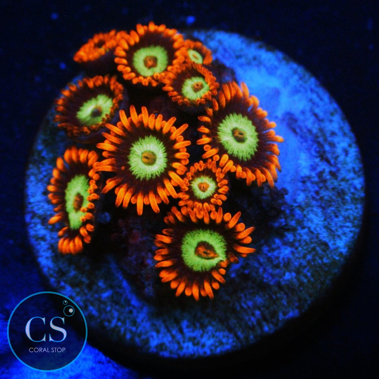 JF VEGAS STRIP ZOA