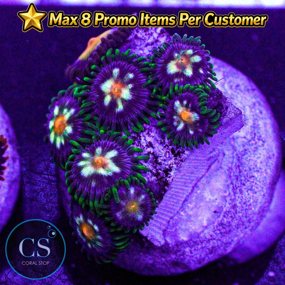JF Stargazer Zoa