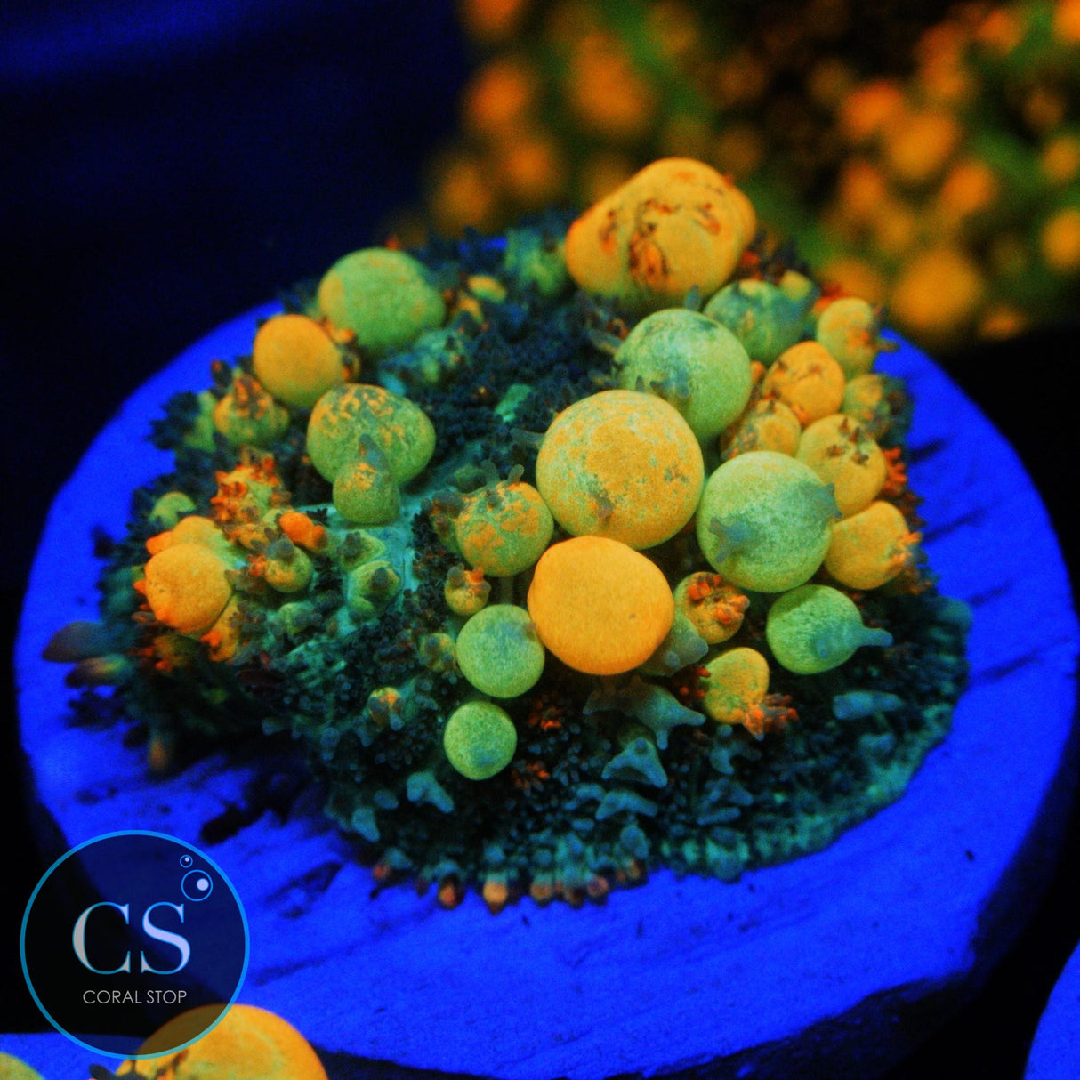 WWC OG BOUNCE MUSHROOM