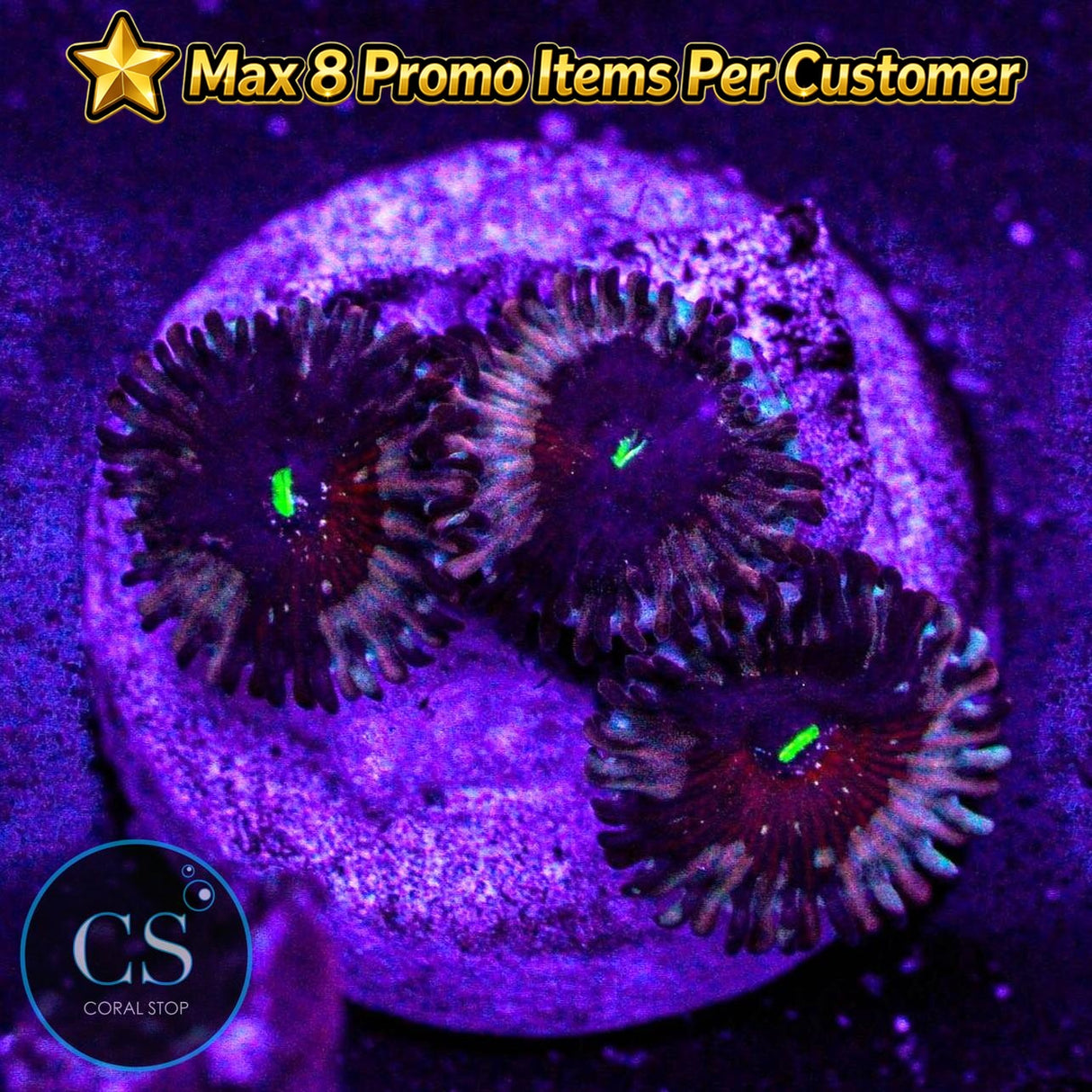 Seduction Zoa