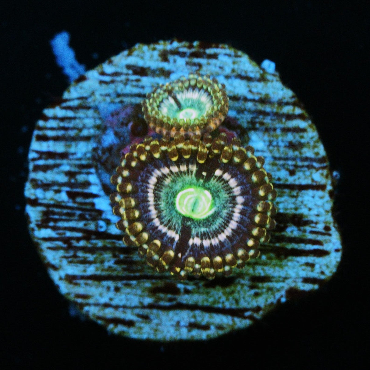 ADG MIKU FREAK ZOA