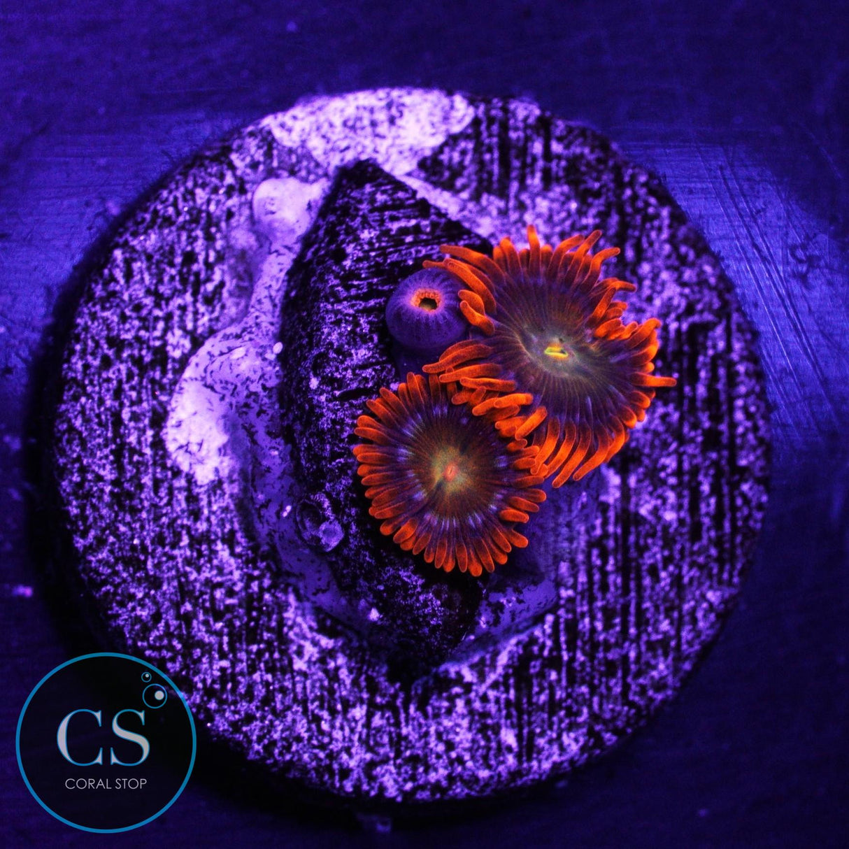 ASD Spitfire Zoa