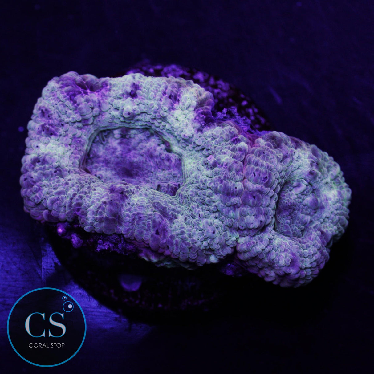 Banana Cream Asian Acan