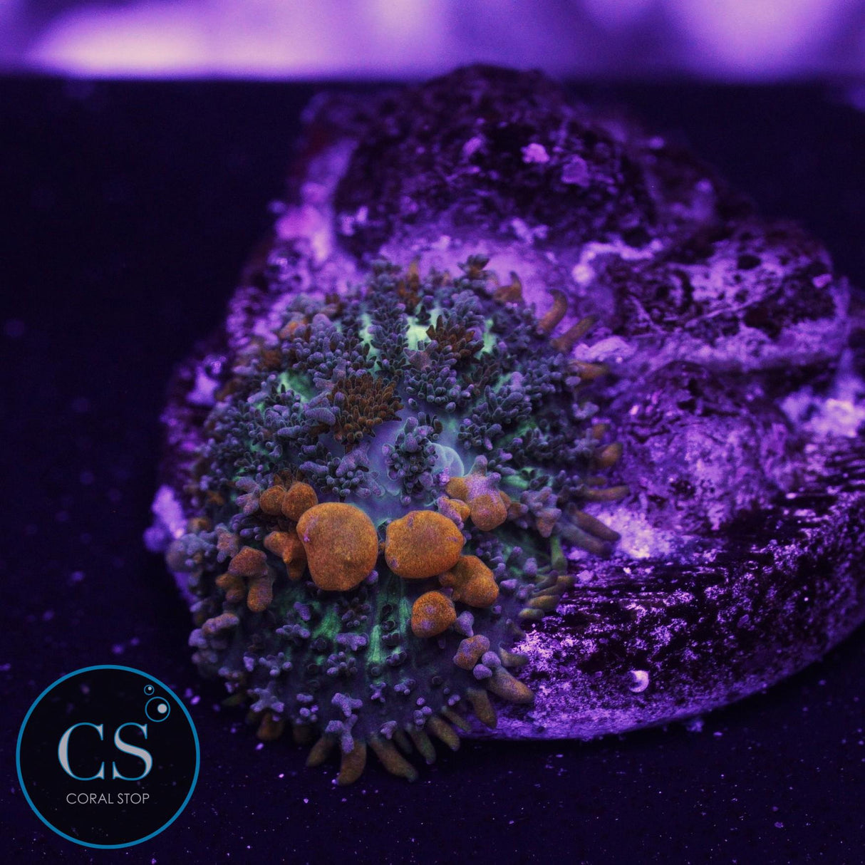 Sunkist Bounce Mushroom