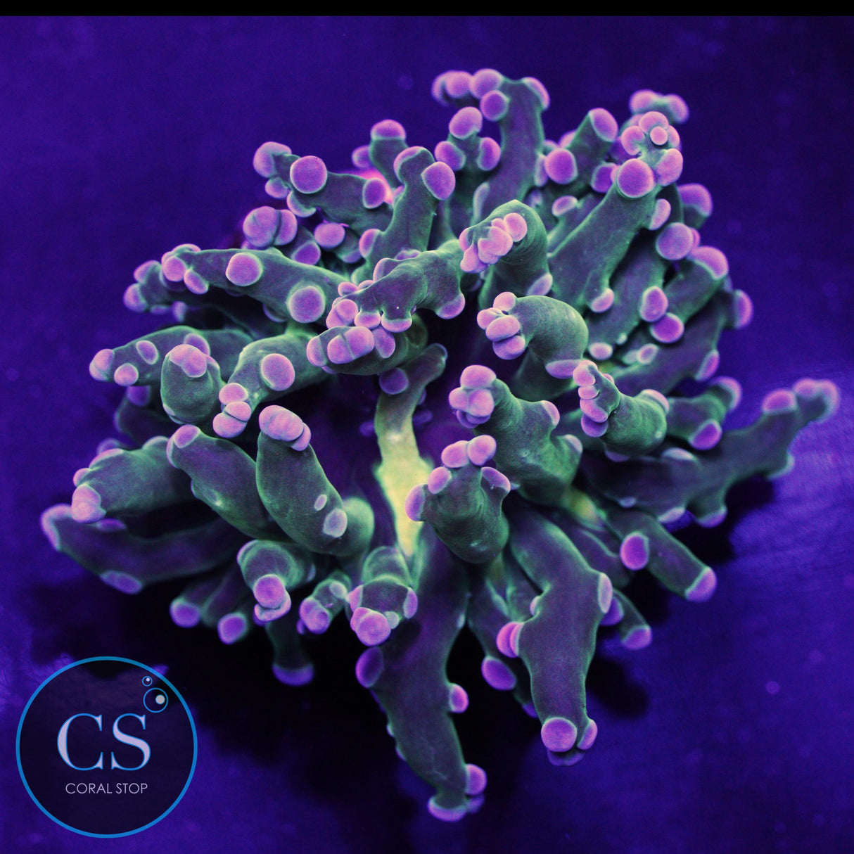 Gold Mouth Frogspawn