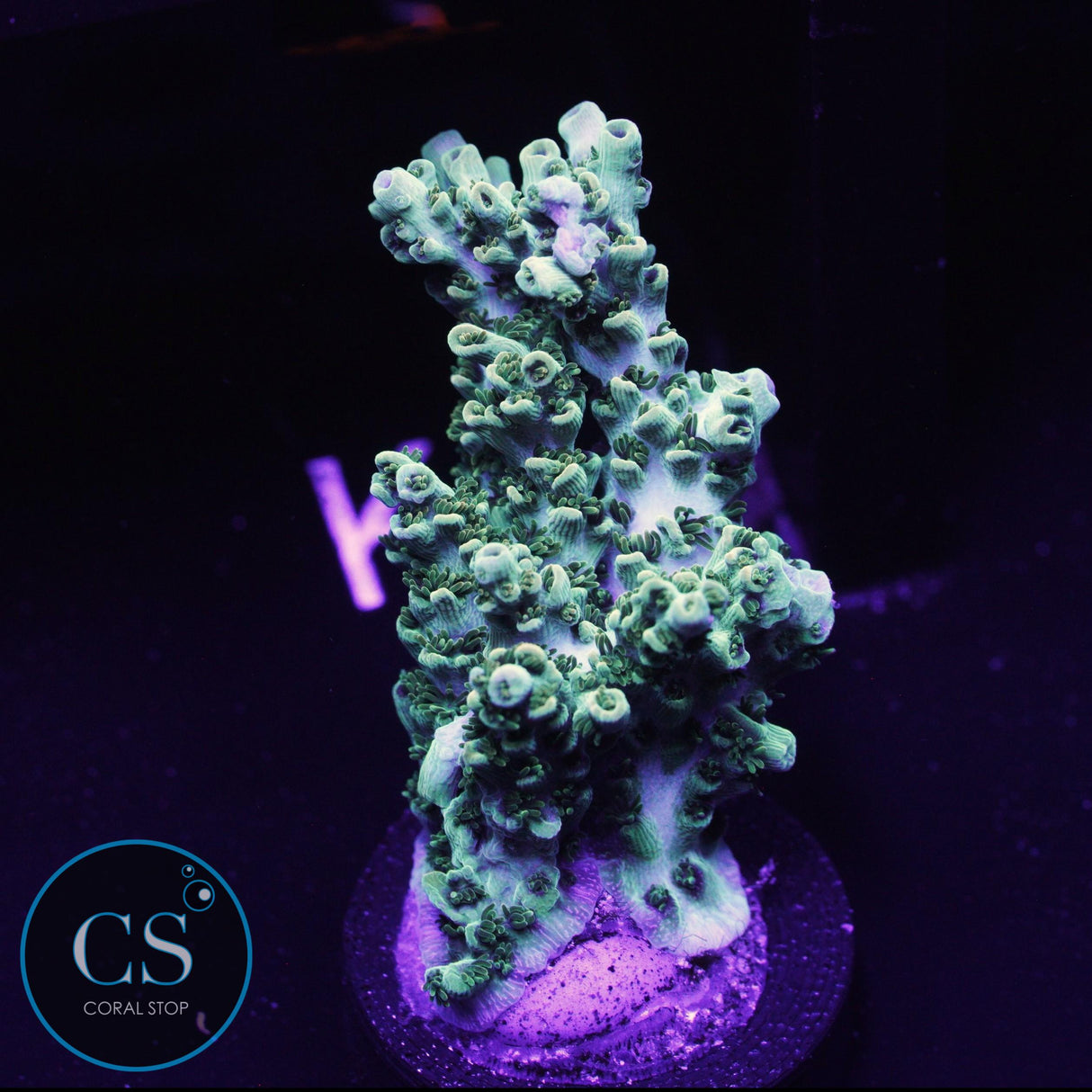 ARC Peach Giant Acro