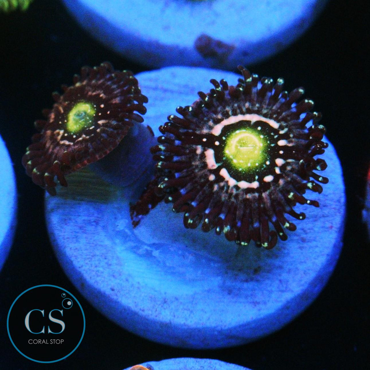 BLUE LAGOON ZOA