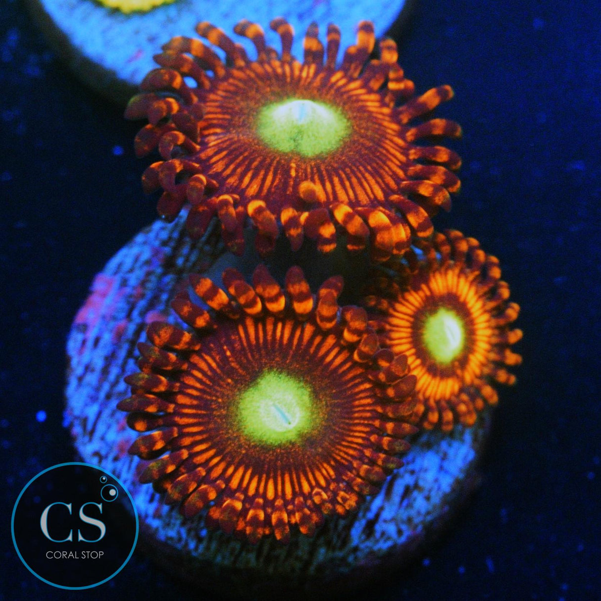 CS CHARIZARD ZOA