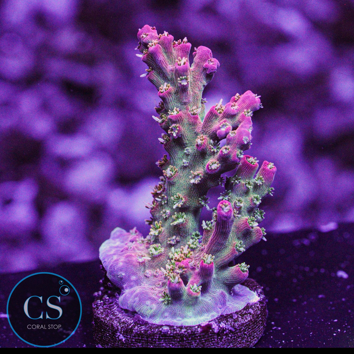 Vivid's Confetti Acro