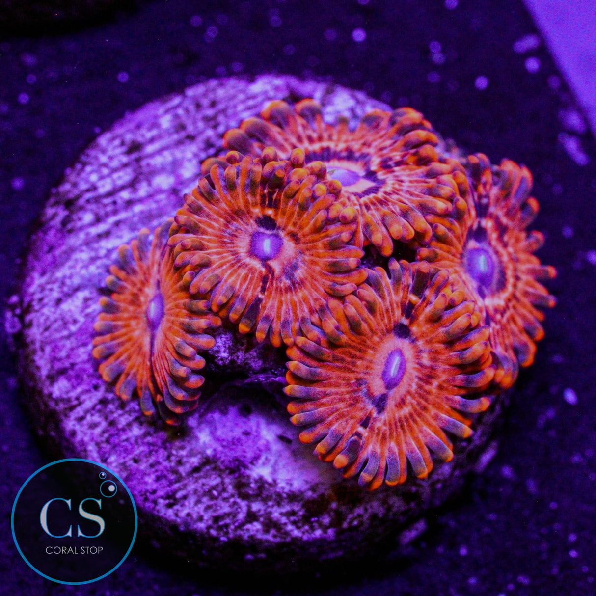 Utter Chaos Zoa