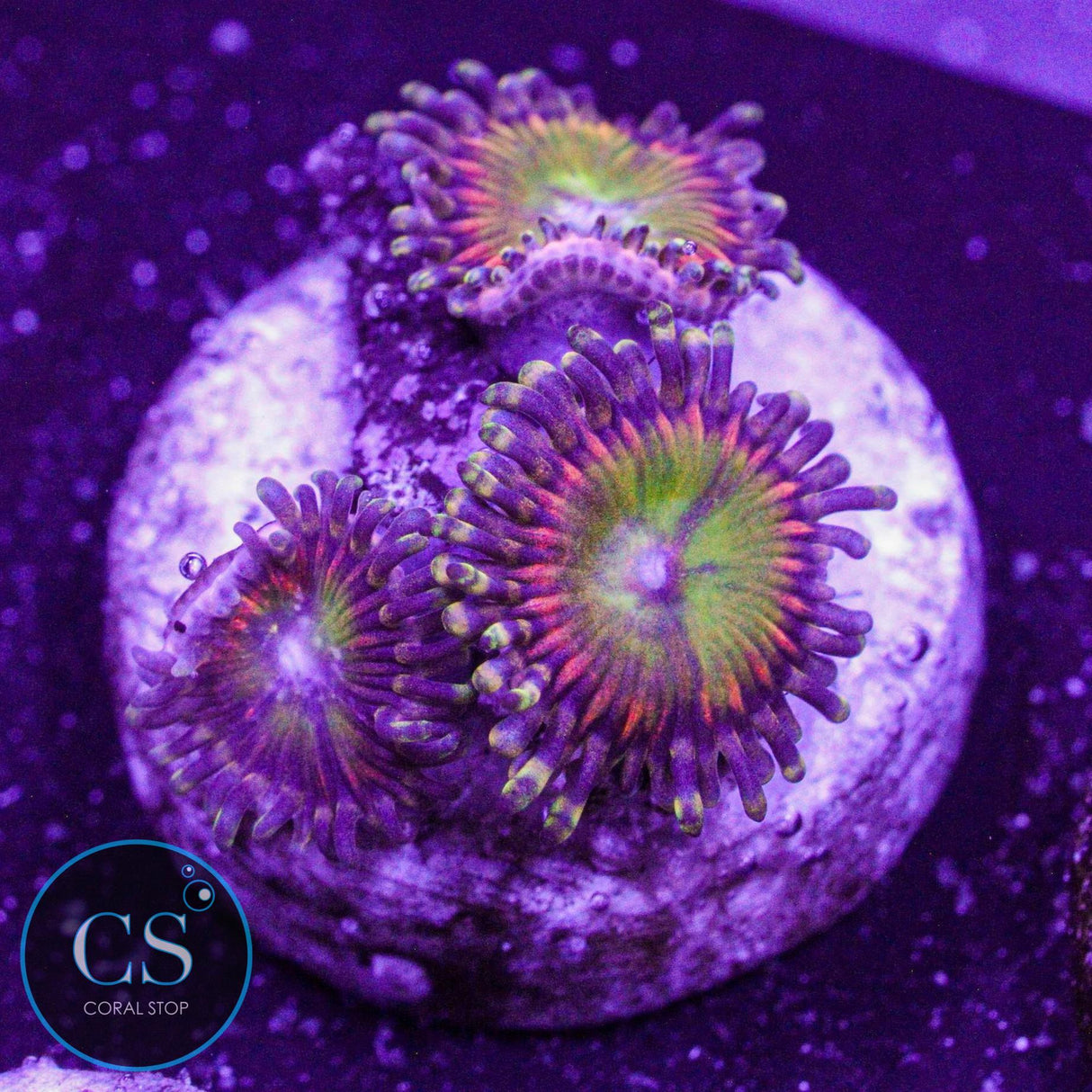 GB Rainbow Troll Zoa