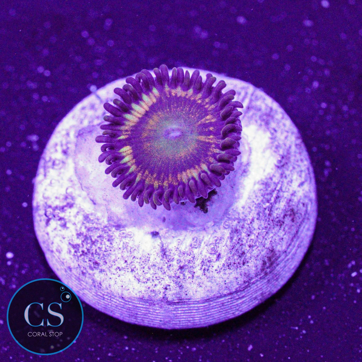 Citrus Cooler Zoa