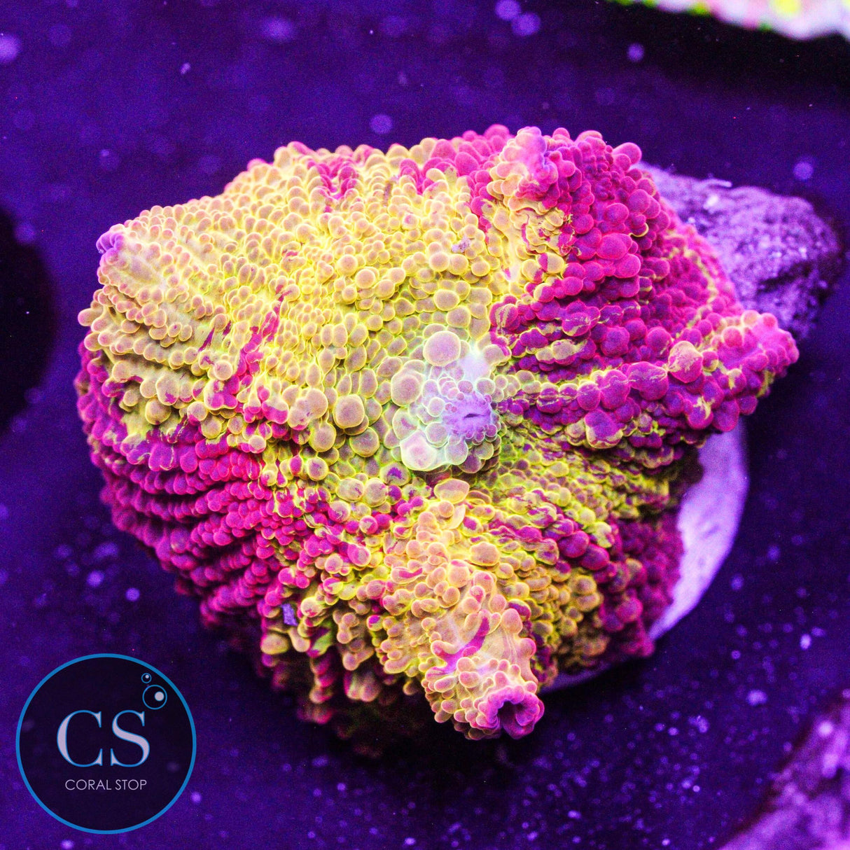 Morning Star Jawbreaker Mushroom