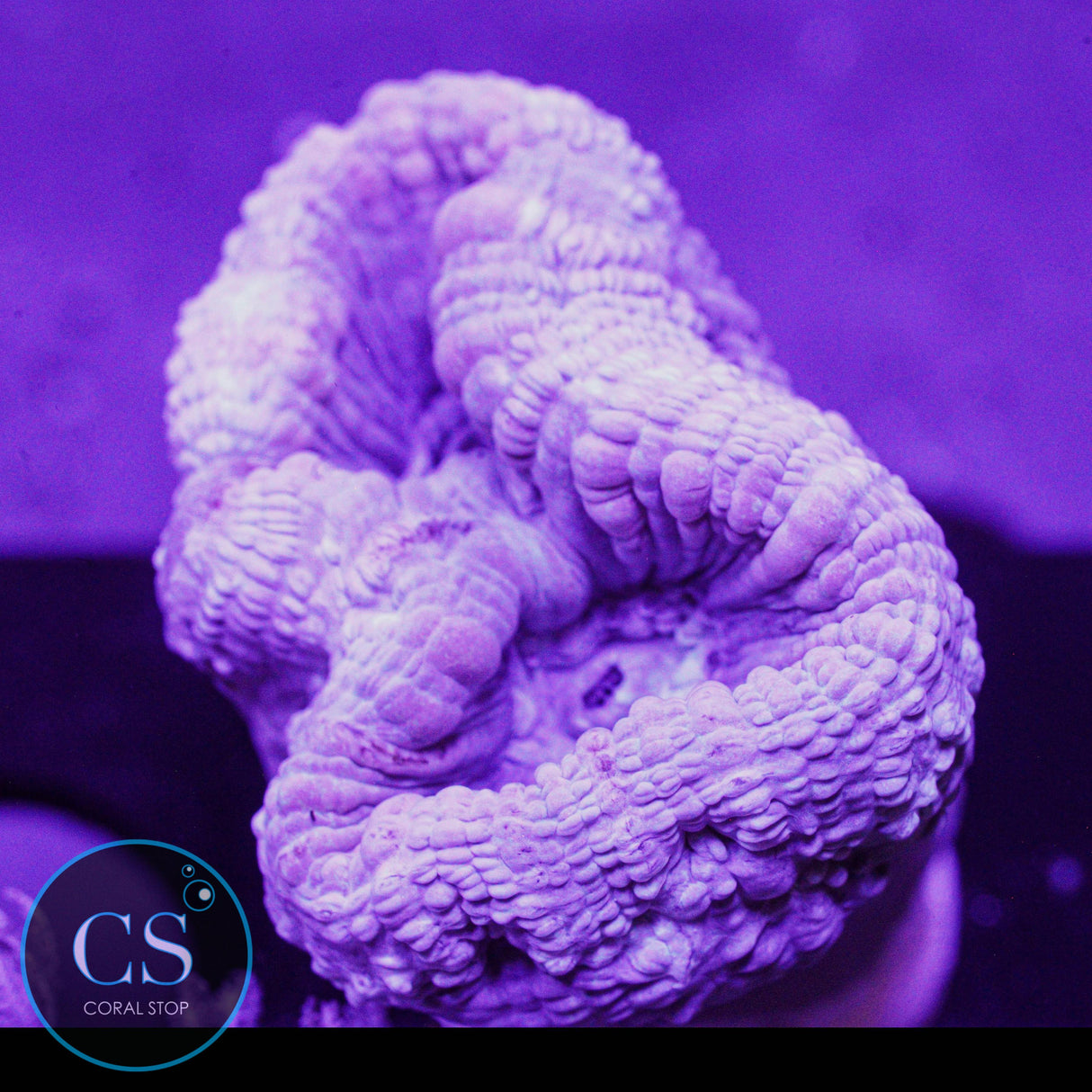 Reef Builders Giant Purple Candy Cane
