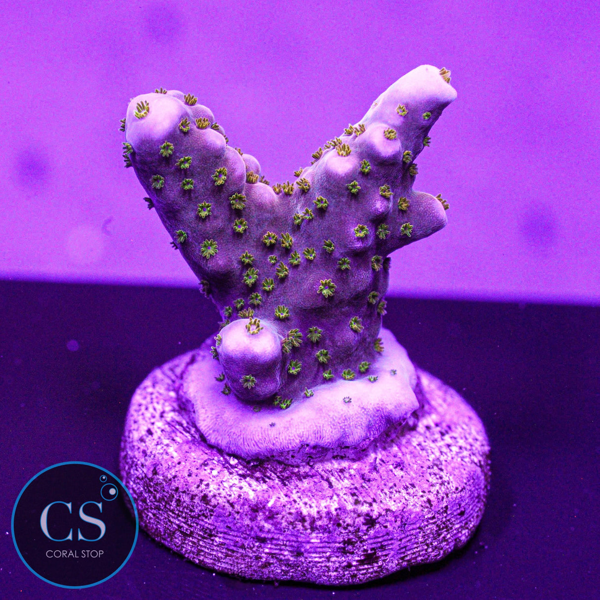 WWC Mojo Man Acro