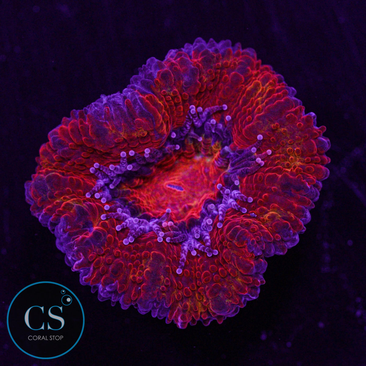 CS Hellboy Acan