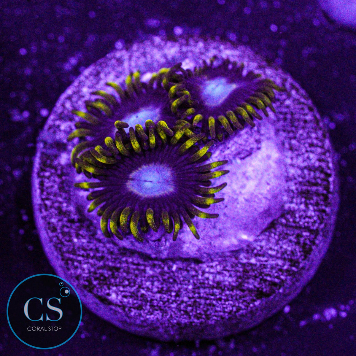 Frozen Hornet Zoa