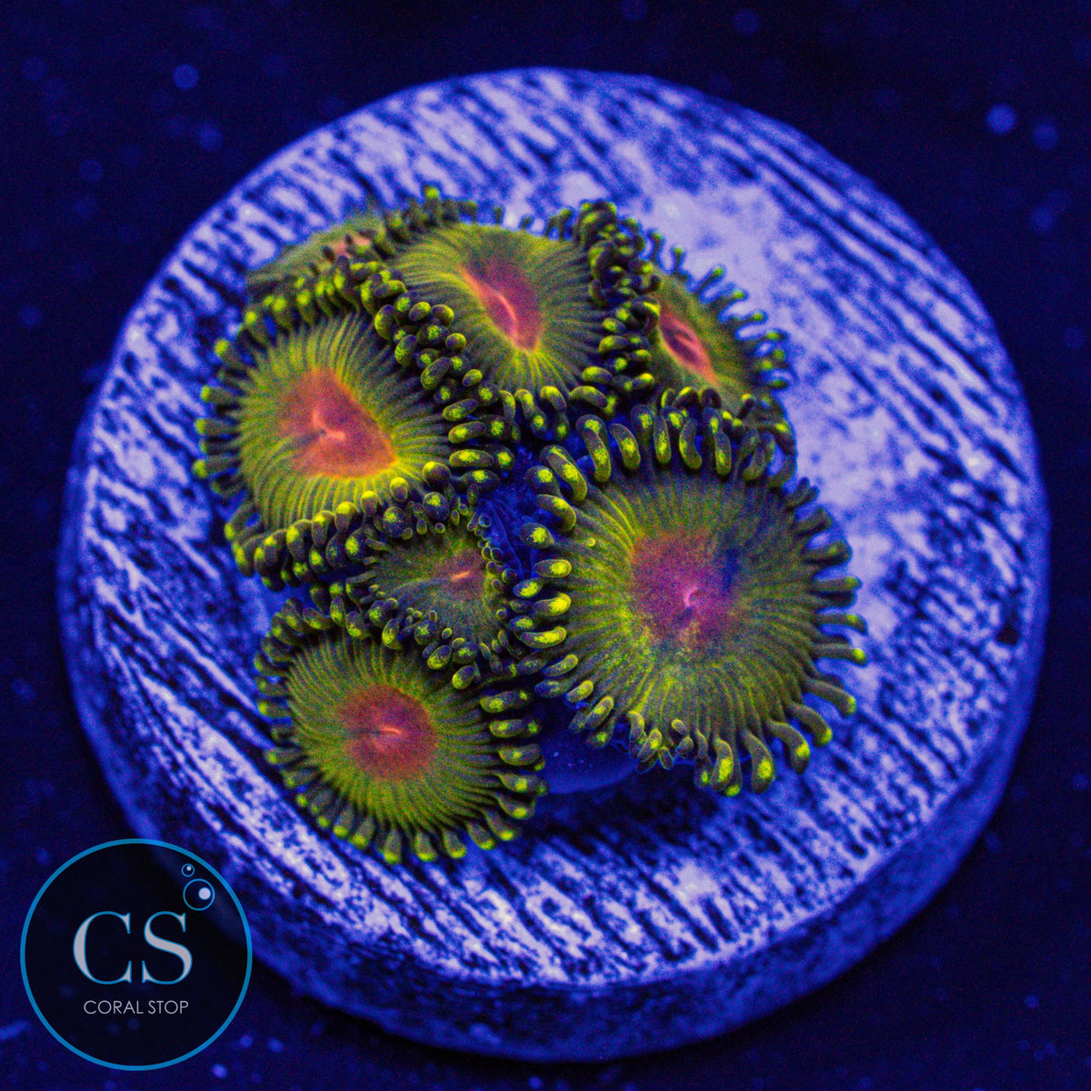 WWC Golden Gods Zoa