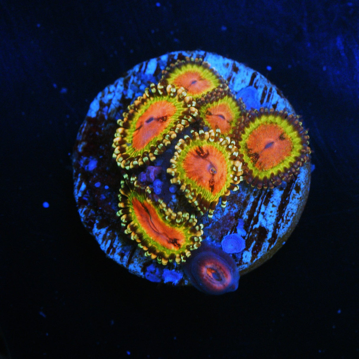 WWC PINK KRAKATOA ZOA