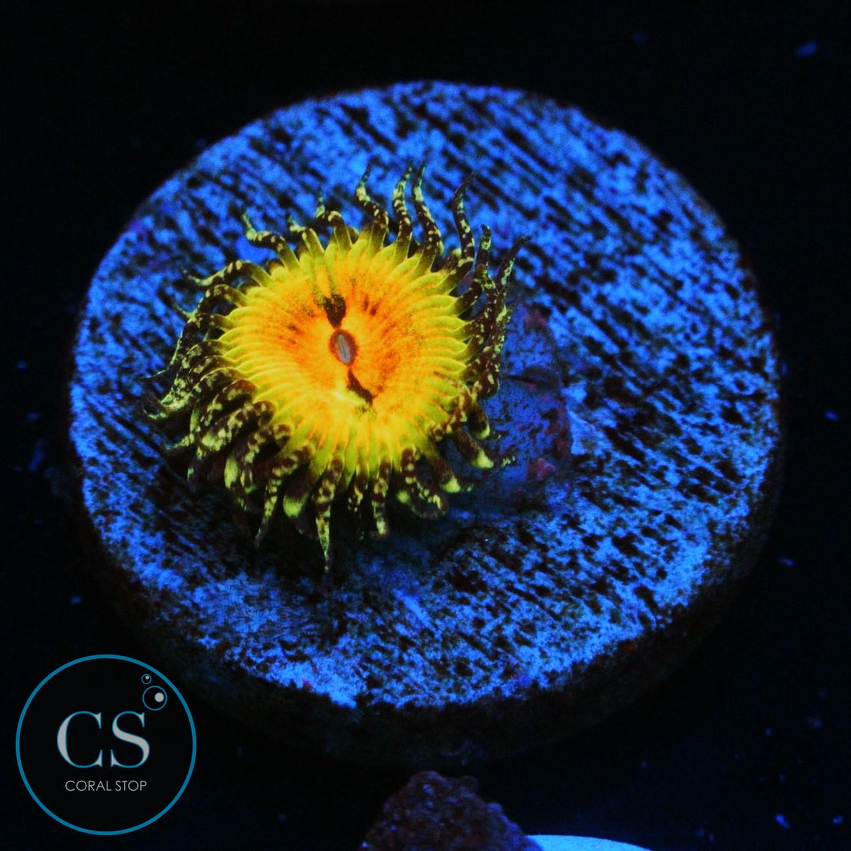 BOWTIE BLASTER ZOA