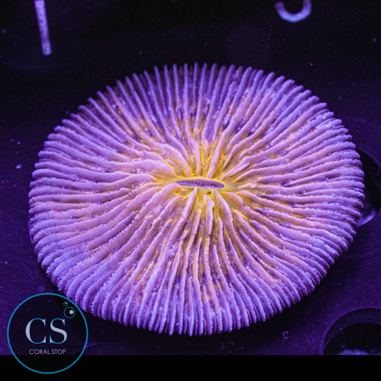 Solar Flare Plate Coral