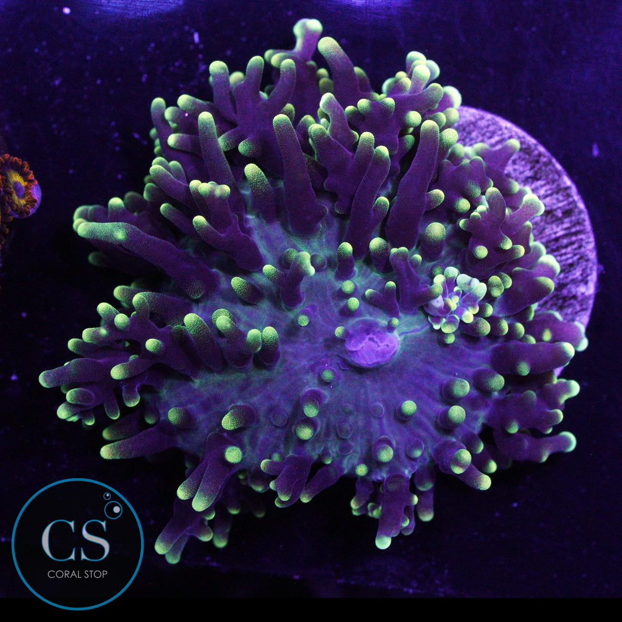 GREEN HAIRY MUSHROOM