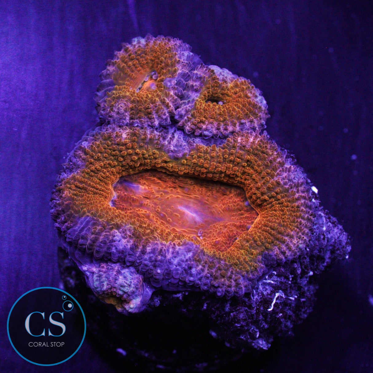 TANGERINE DREAM ACAN