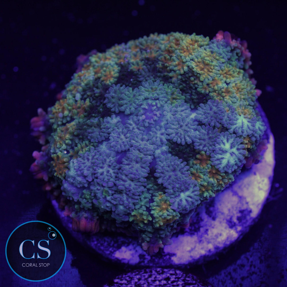 FRANKENSTEIN BRIDE MUSHROOM