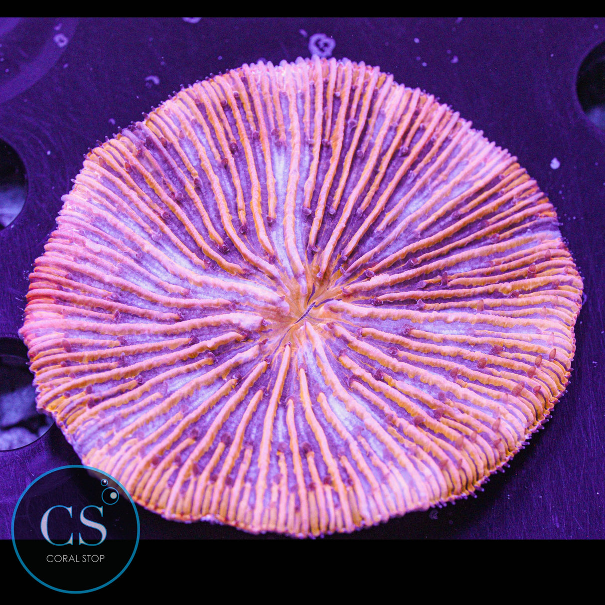 Lunar Eclipse Plate Coral