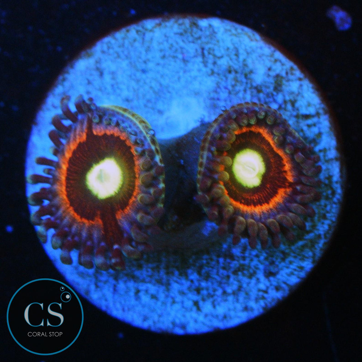 PINK RING OF DEATH ZOA