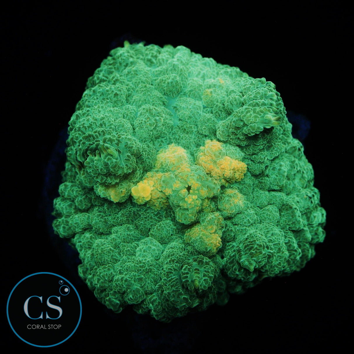 GOLD MINE MUSHROOM