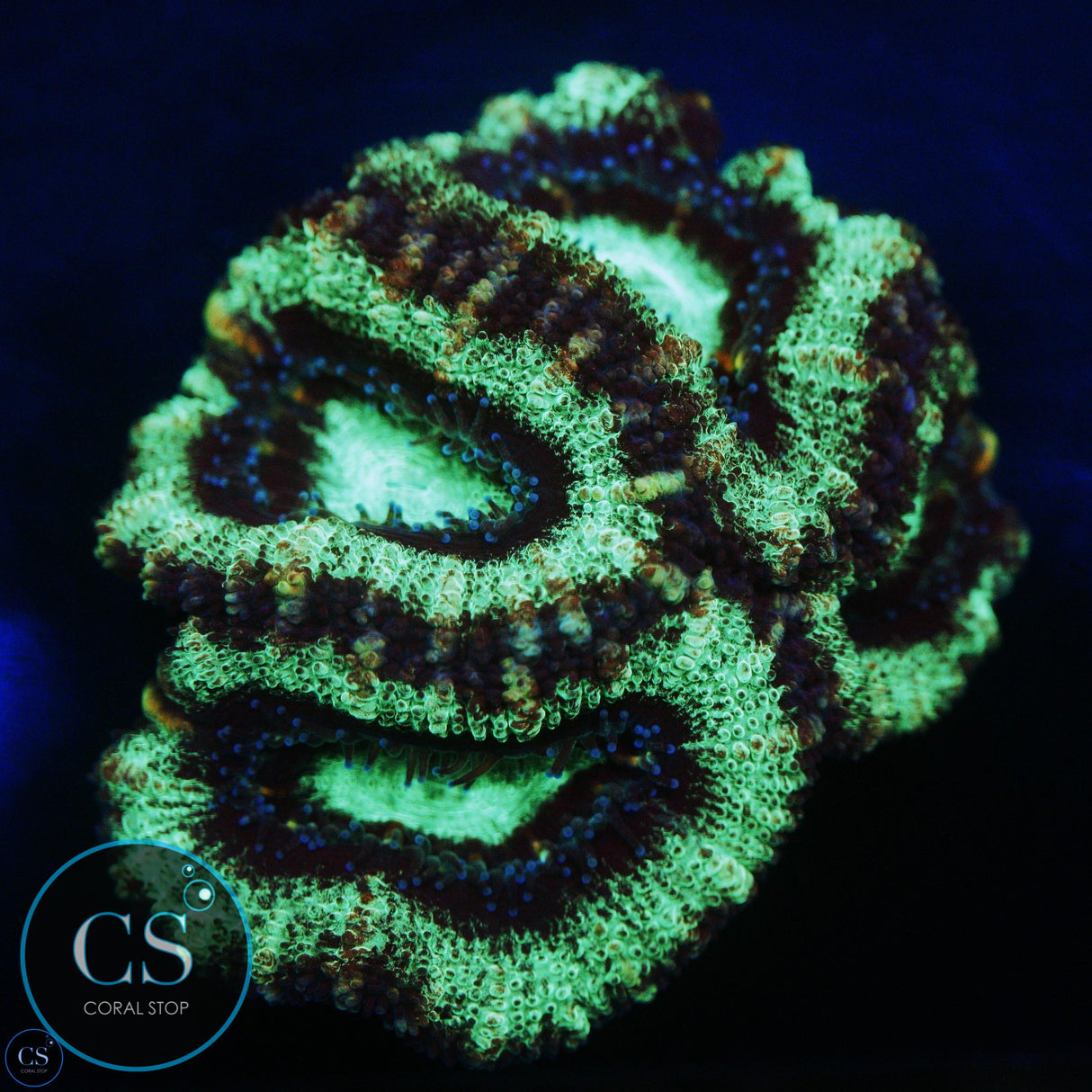 RADIOACTVIE ACAN CHUNK