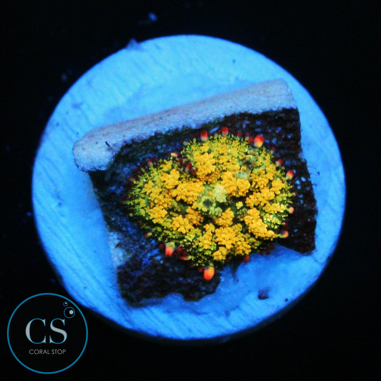 GONZO GOLDEN DRAGON BOUNCE MUSHROOM
