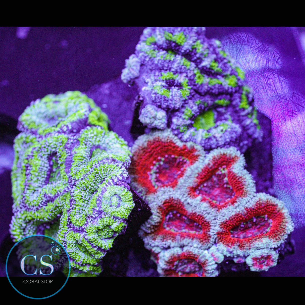 Acan Puck Colony