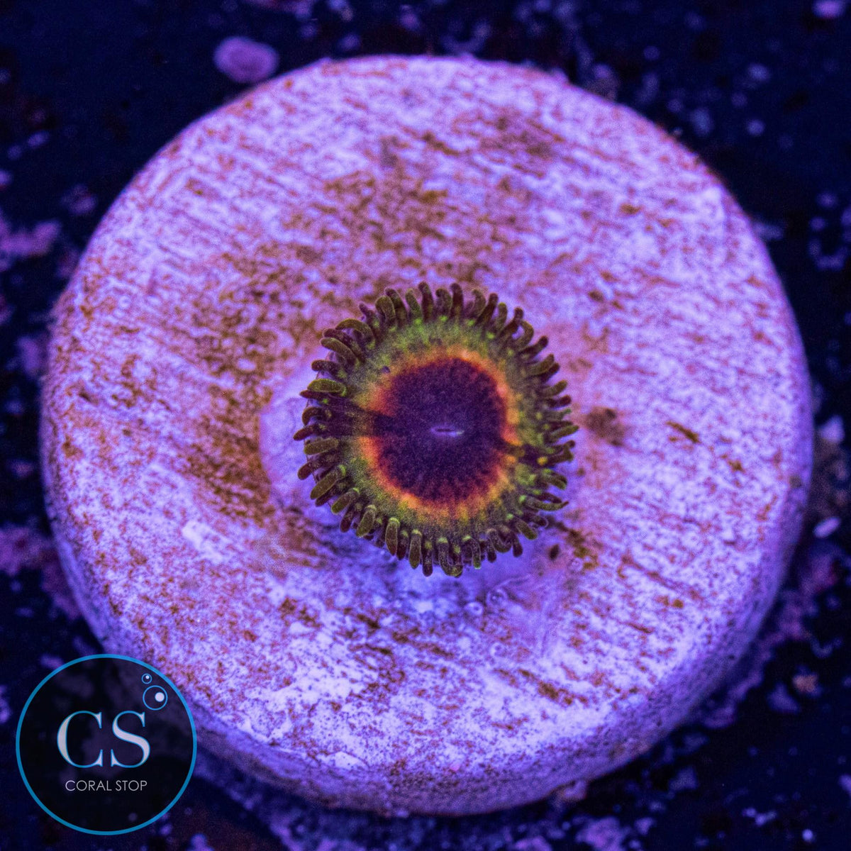 Little Shop Of Horror Zoa