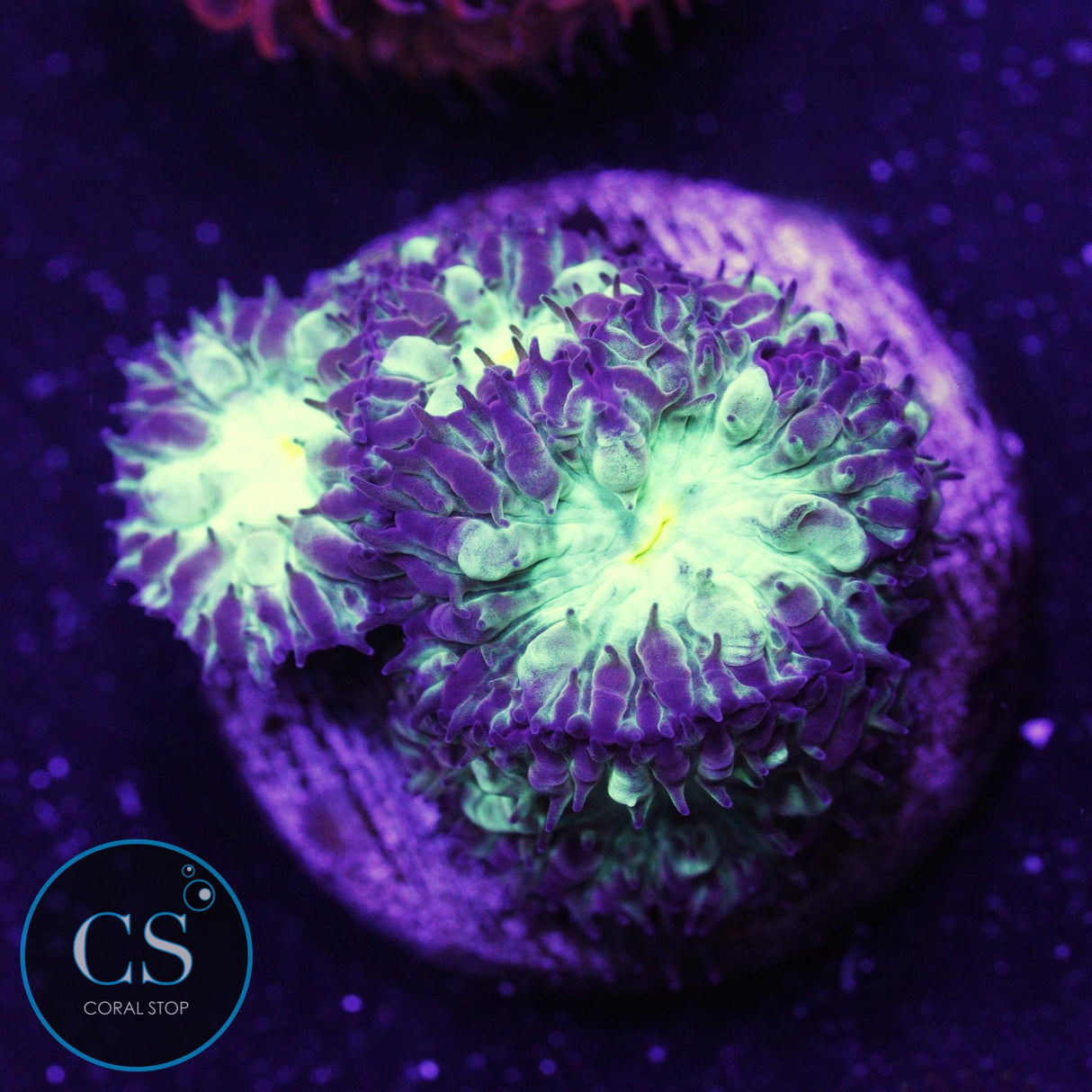 Emerald Blastomussa Merletti