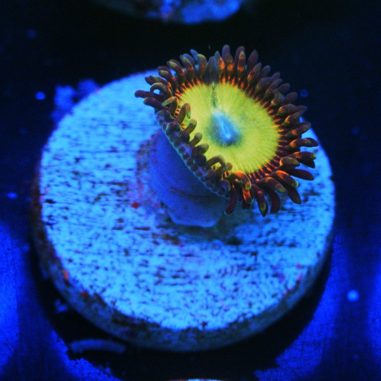 CANDY APPLE RED ZOA