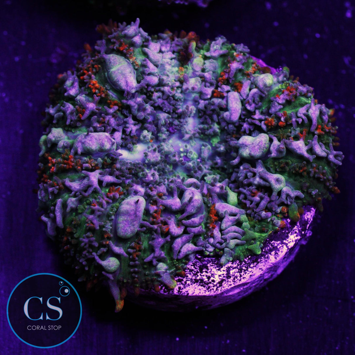 Lick Splitter Bounce Mushroom
