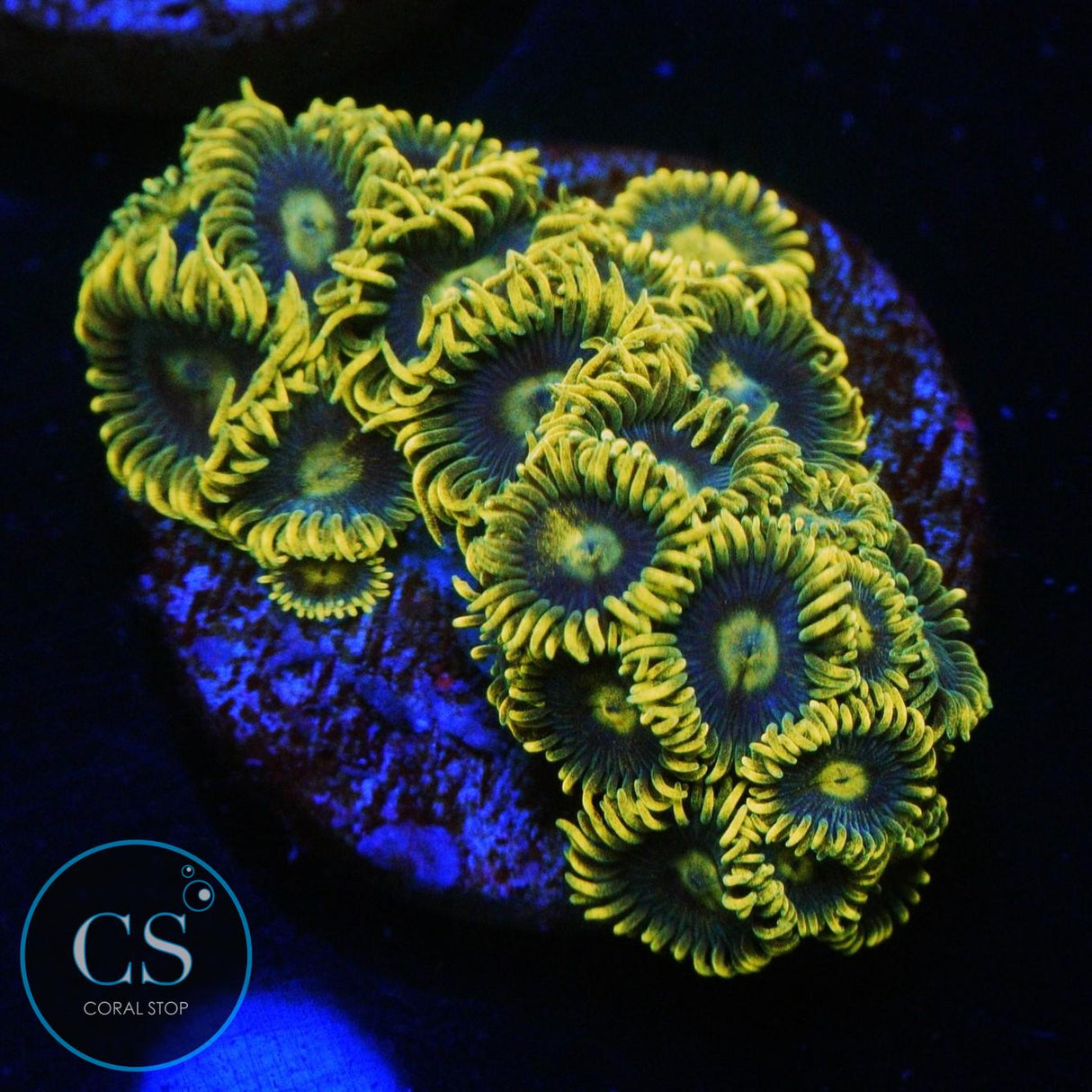 CS ELECTRIC SAPPHIRE ZOA