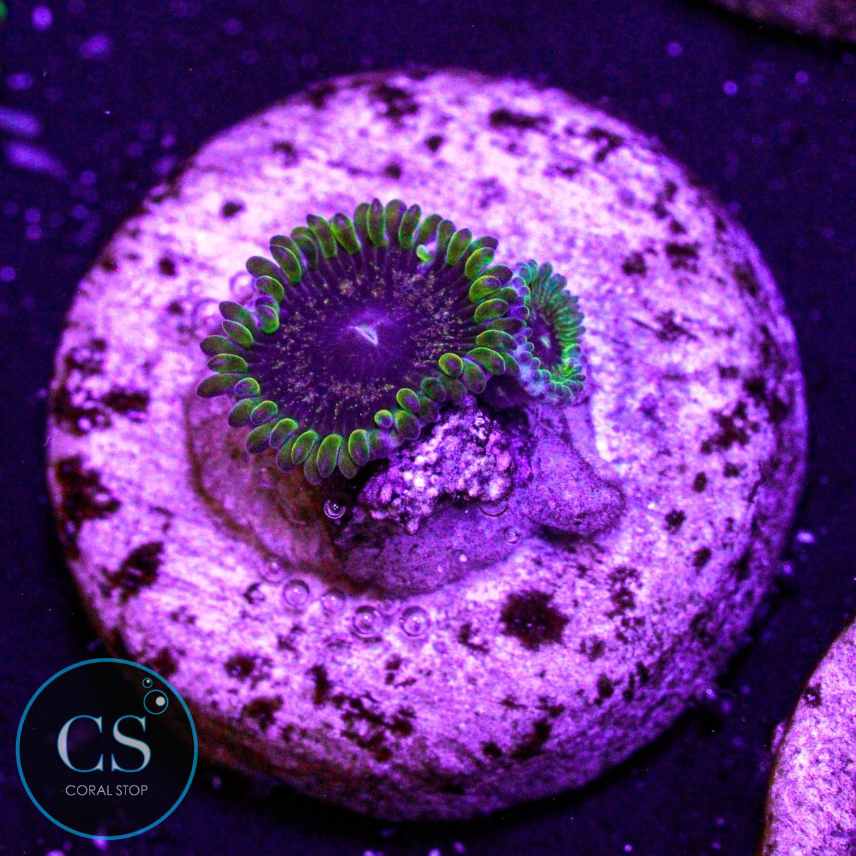 IA Purple Velour Zoa