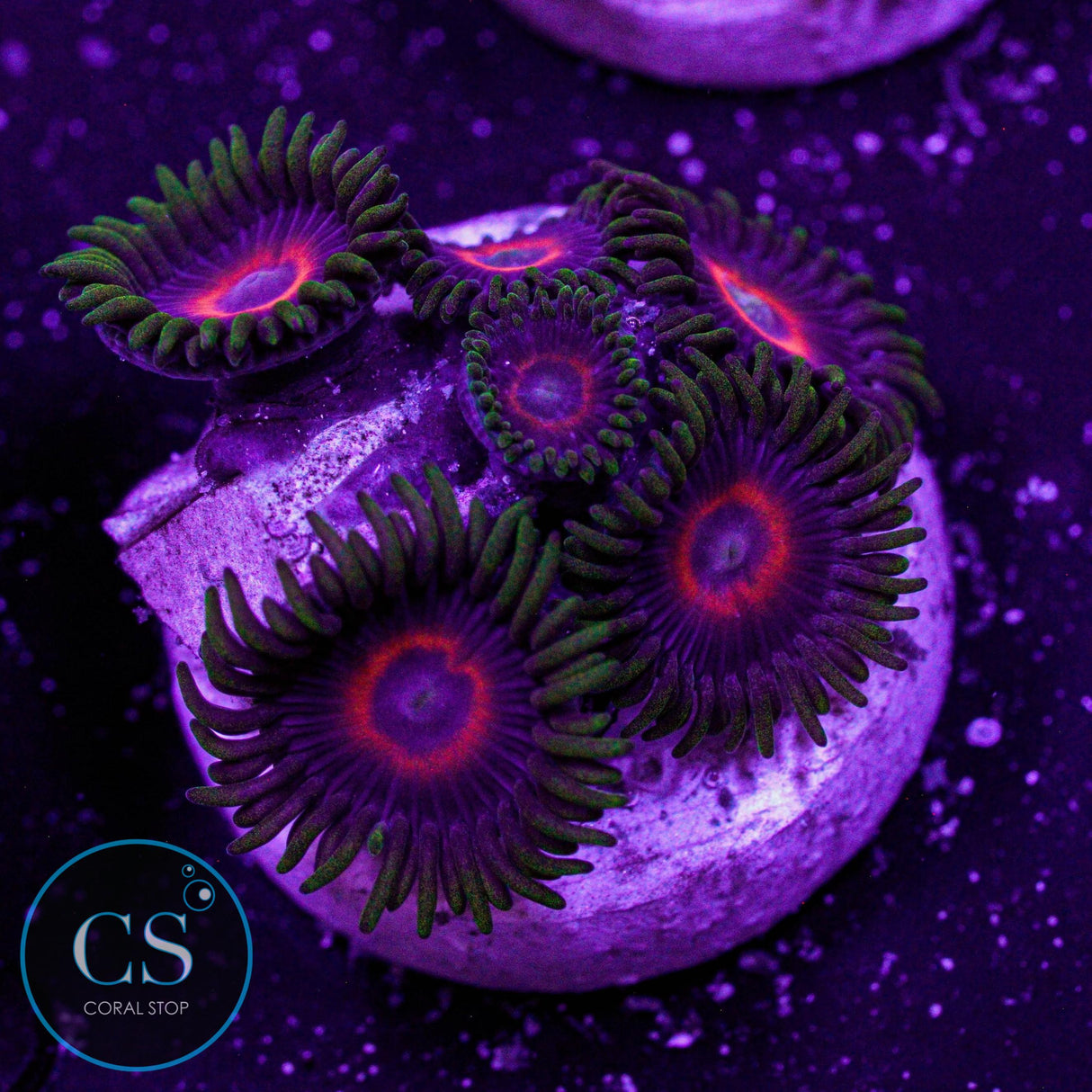 Eagle Eye Zoa