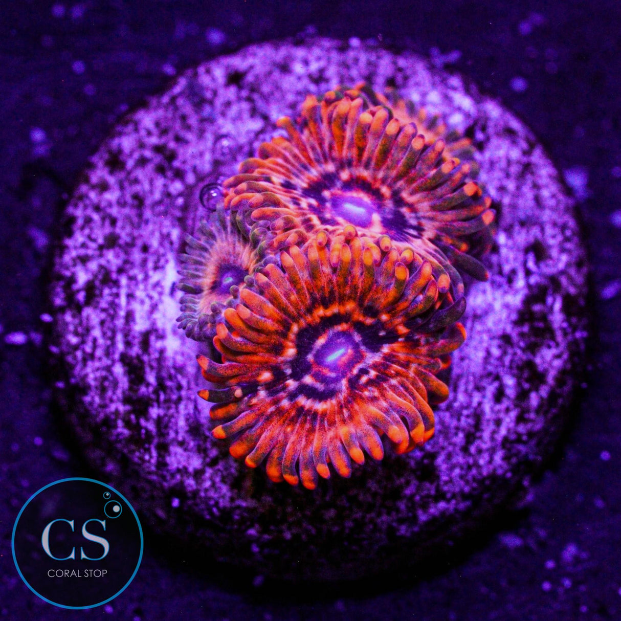 Utter Chaos Zoa