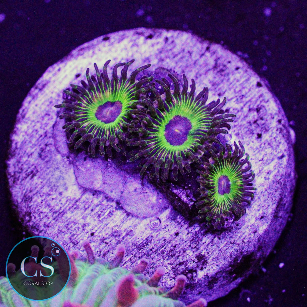 Luigi's Mansion Zoa