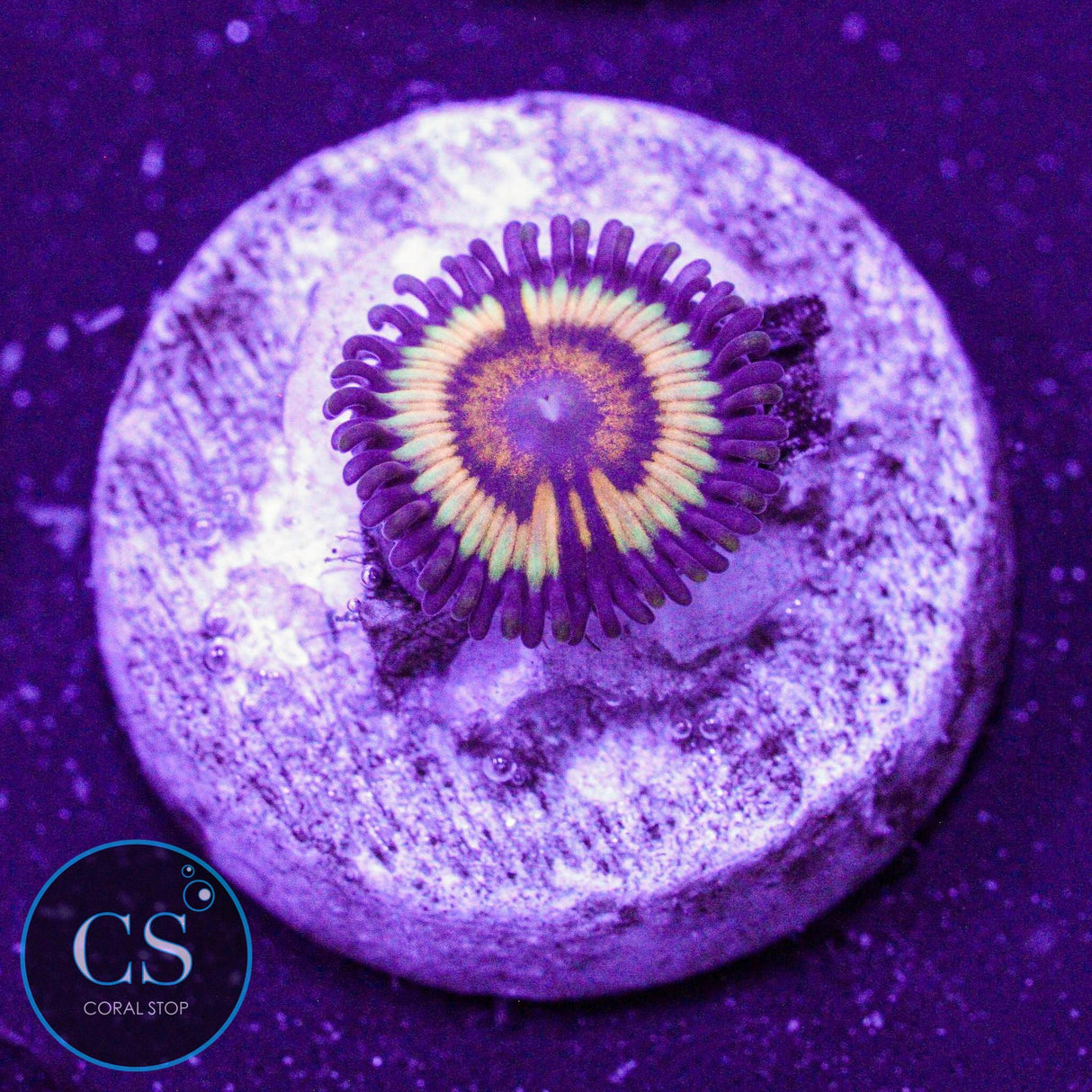 Citrus Cooler Zoa