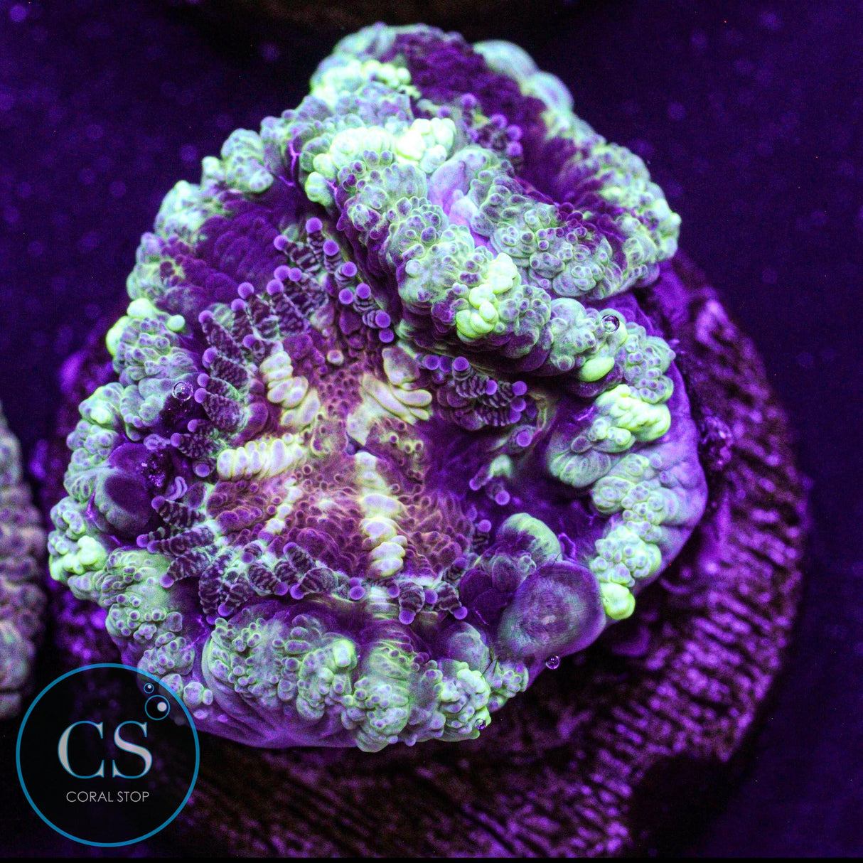 CS Firestar Asian Acan