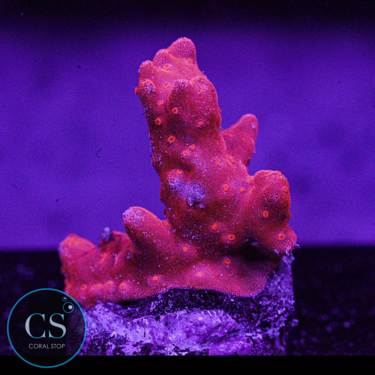 Red Setosa