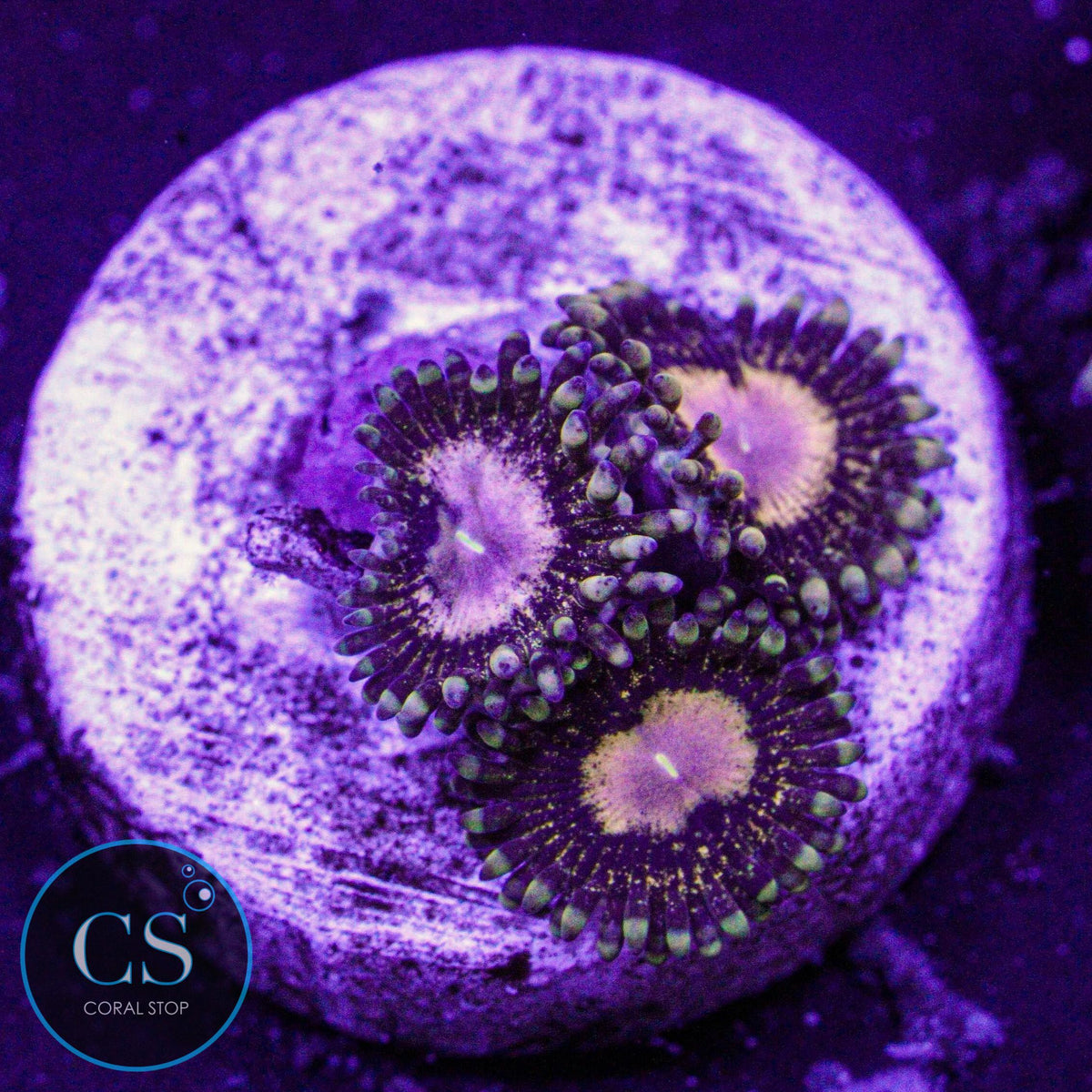 Queen Krakatoa Zoa