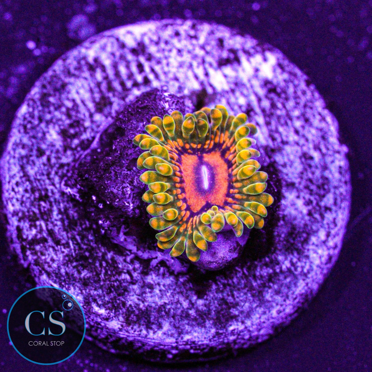Grand Master Krak GMK Zoa